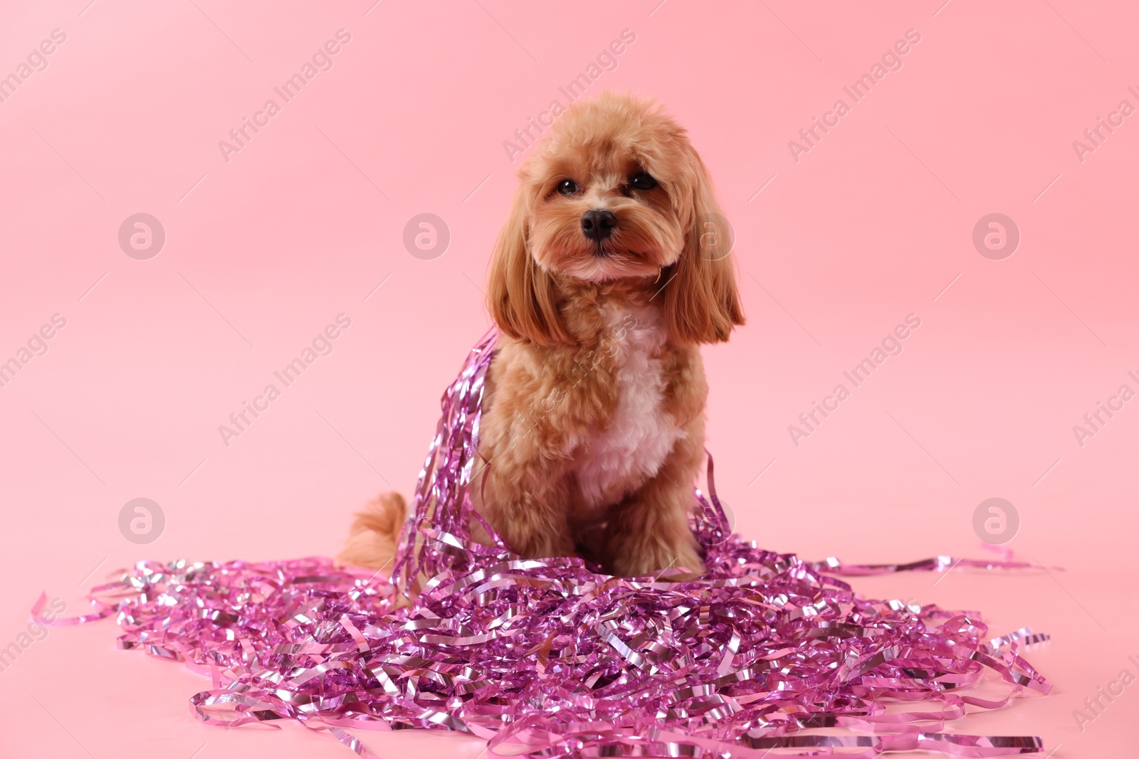 Photo of Cute dog with pile of shiny tinsels on pink background