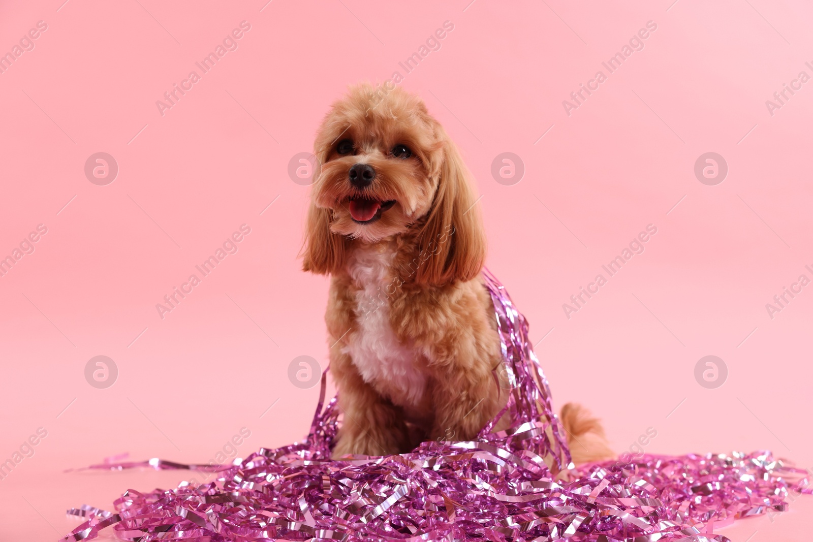 Photo of Cute dog with pile of shiny tinsels on pink background