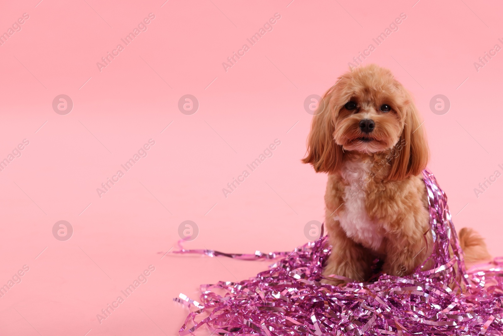 Photo of Cute dog with pile of shiny tinsels on pink background. Space for text