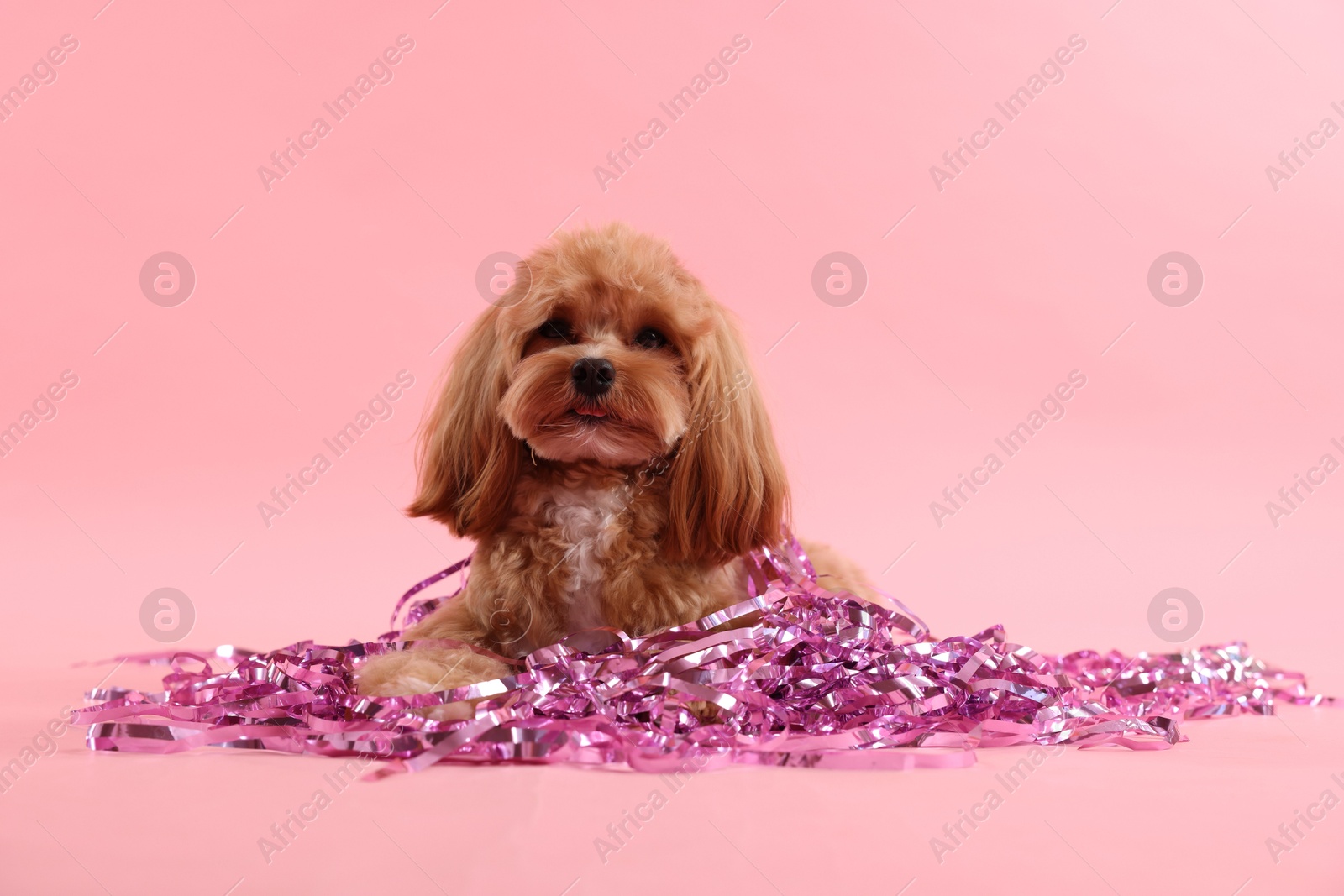 Photo of Cute dog with pile of shiny tinsels on pink background