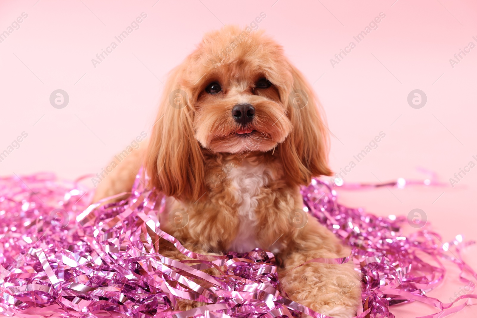 Photo of Cute dog with pile of shiny tinsels on pink background