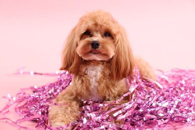 Photo of Cute dog with pile of shiny tinsels on pink background