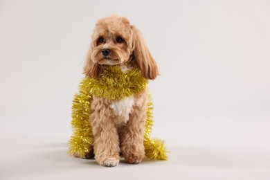 Photo of Cute dog with shiny tinsel on white background