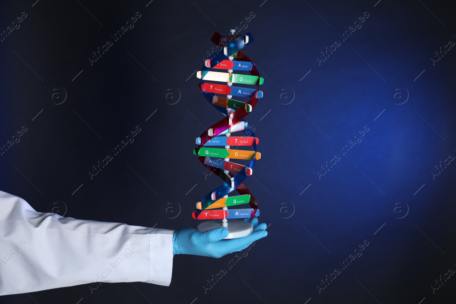 Photo of Scientist with DNA structure model on dark blue background, closeup