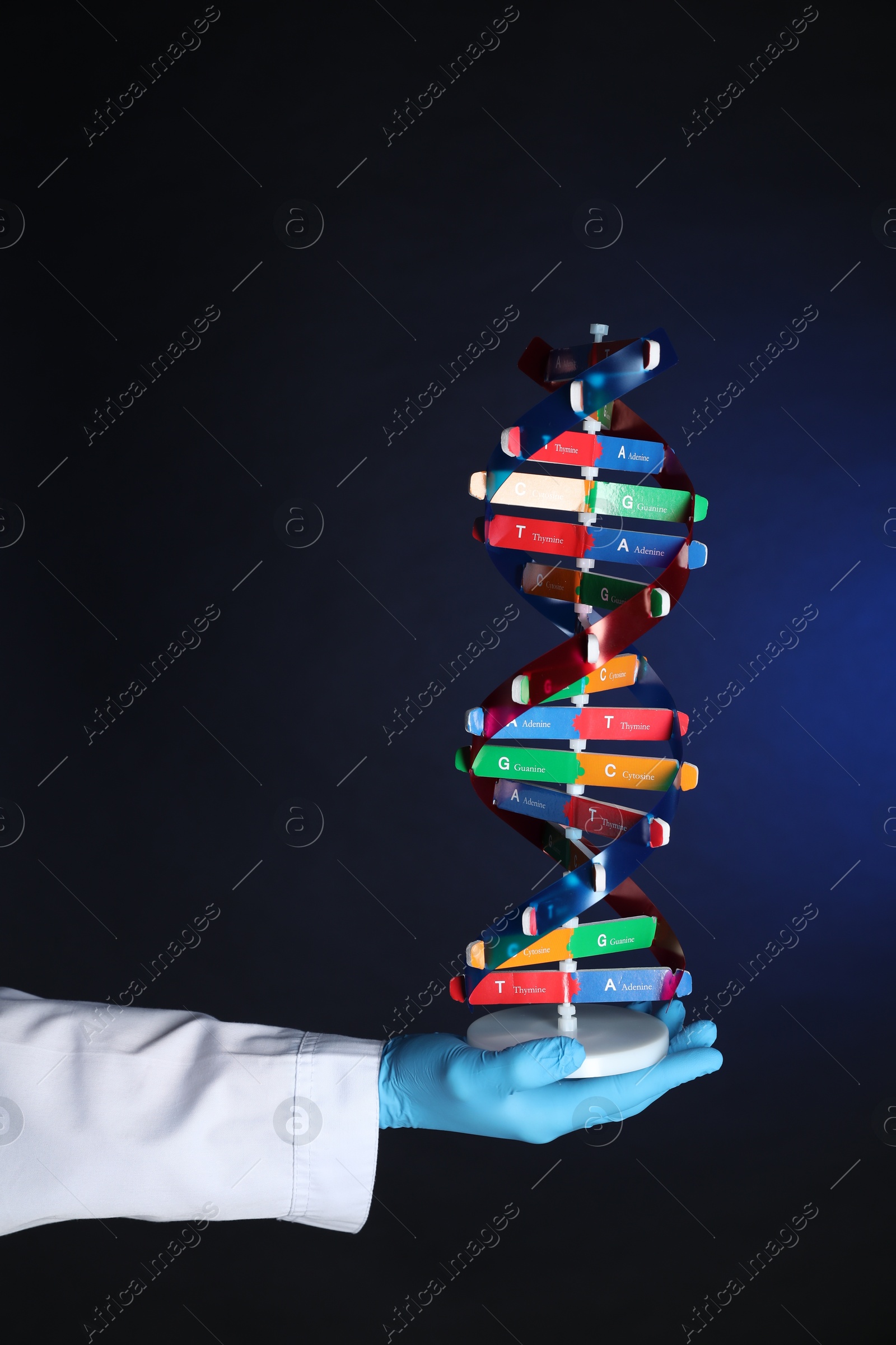 Photo of Scientist with DNA structure model on dark blue background, closeup