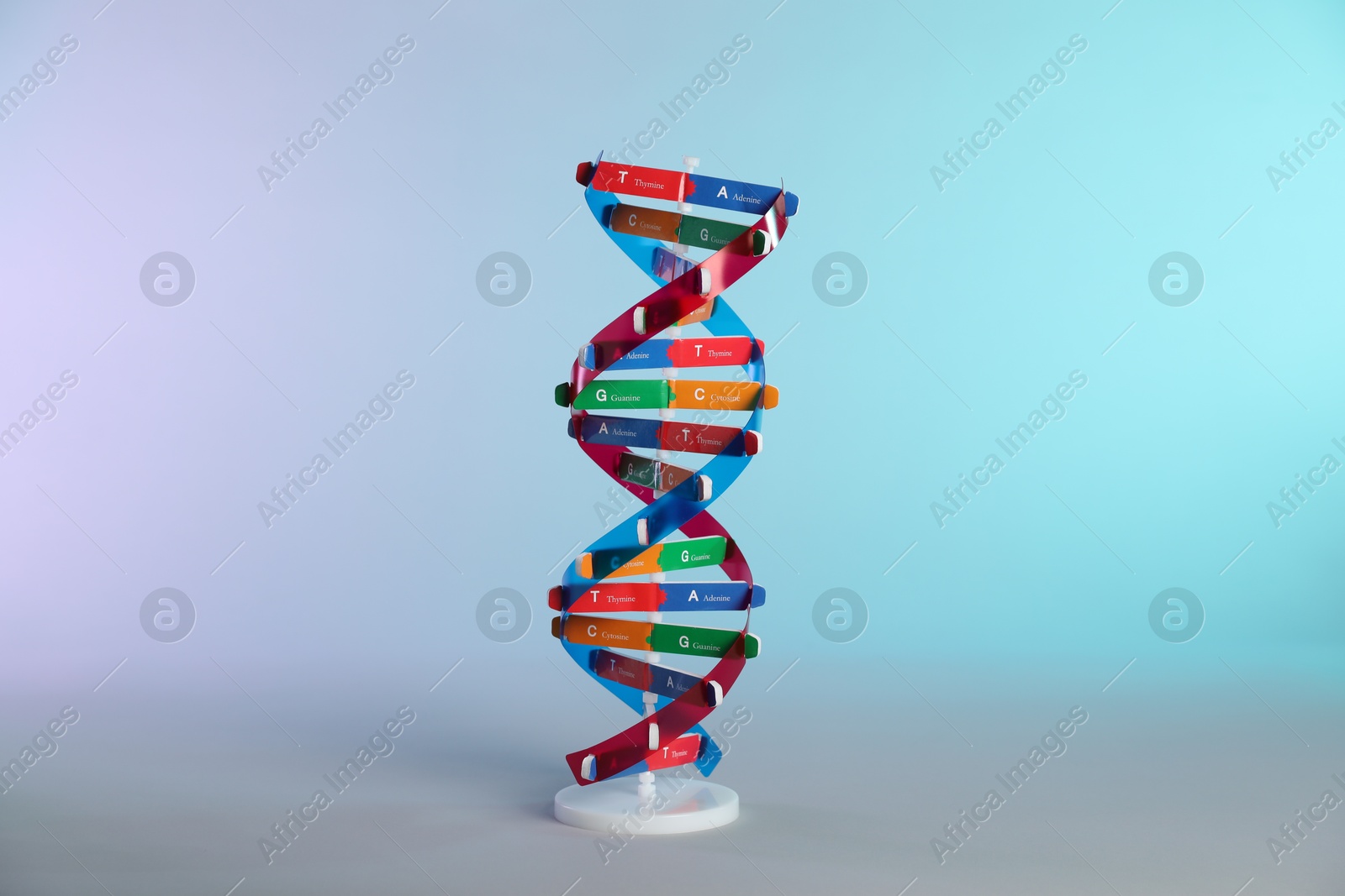 Photo of One DNA structure model on color background