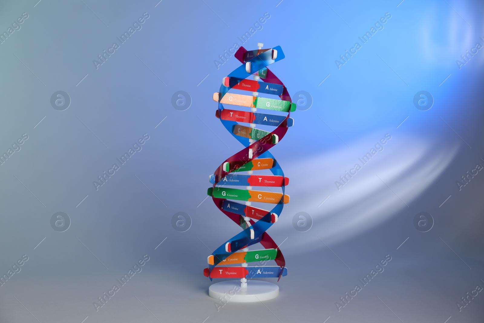 Photo of One DNA structure model on color background