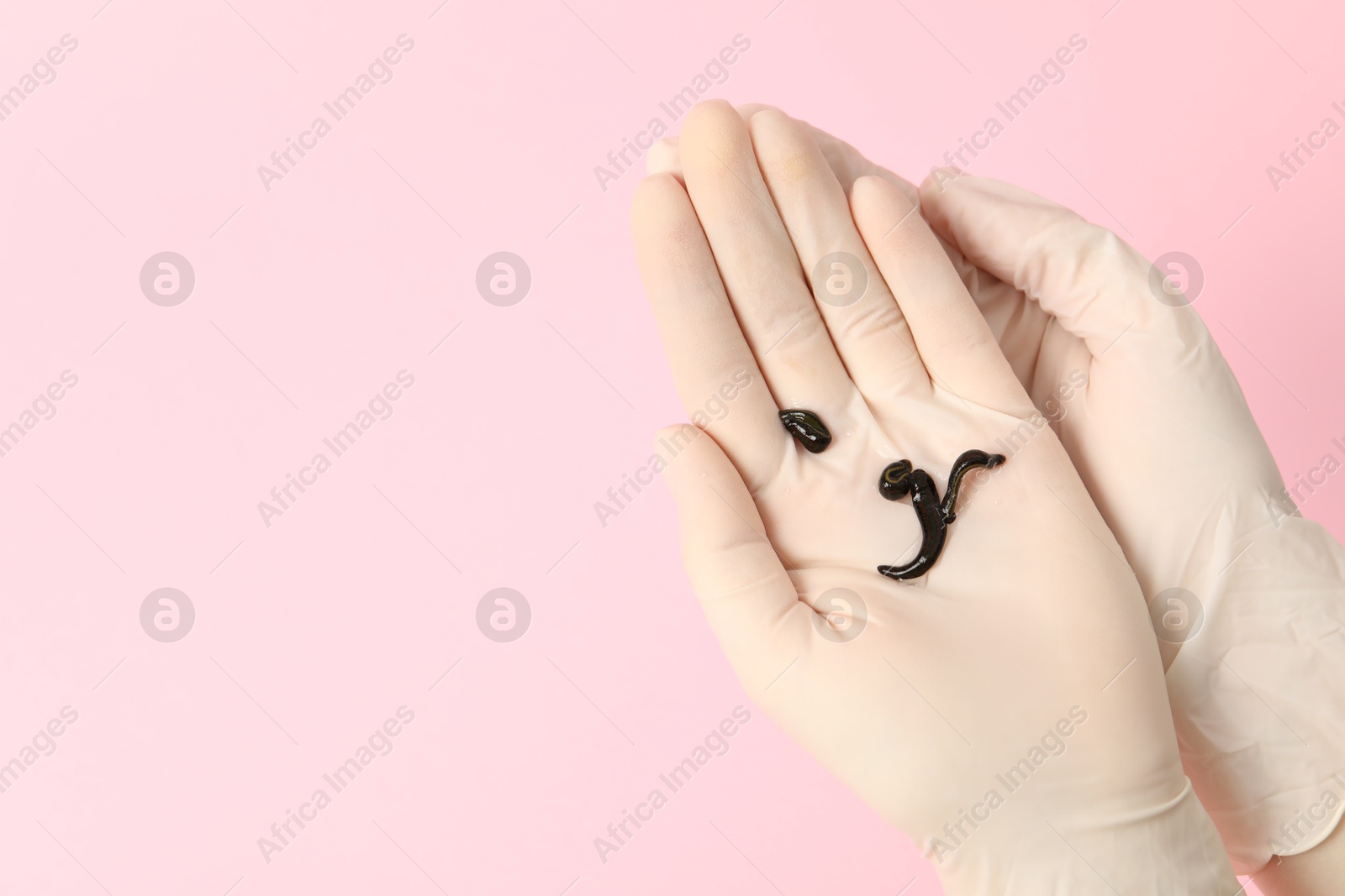 Photo of Woman holding medicinal leeches on pink background, closeup. Space for text