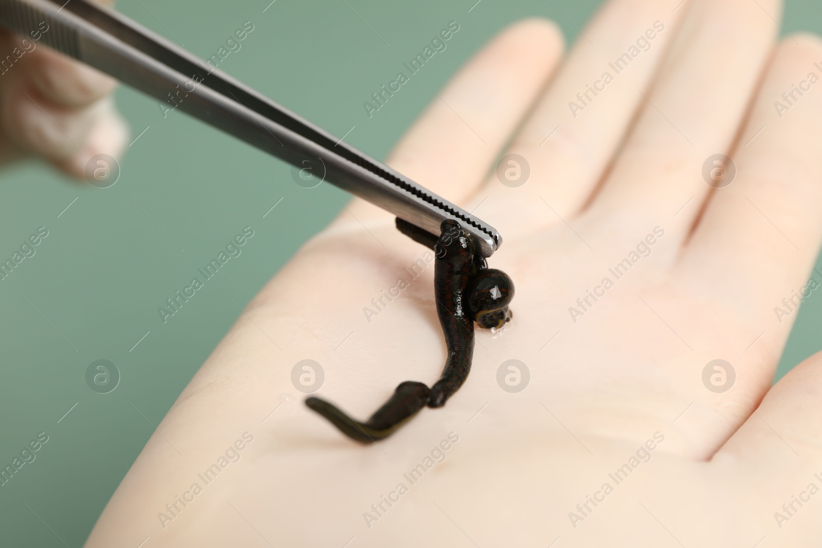 Photo of Woman holding medicinal leech with tweezers on green background, closeup