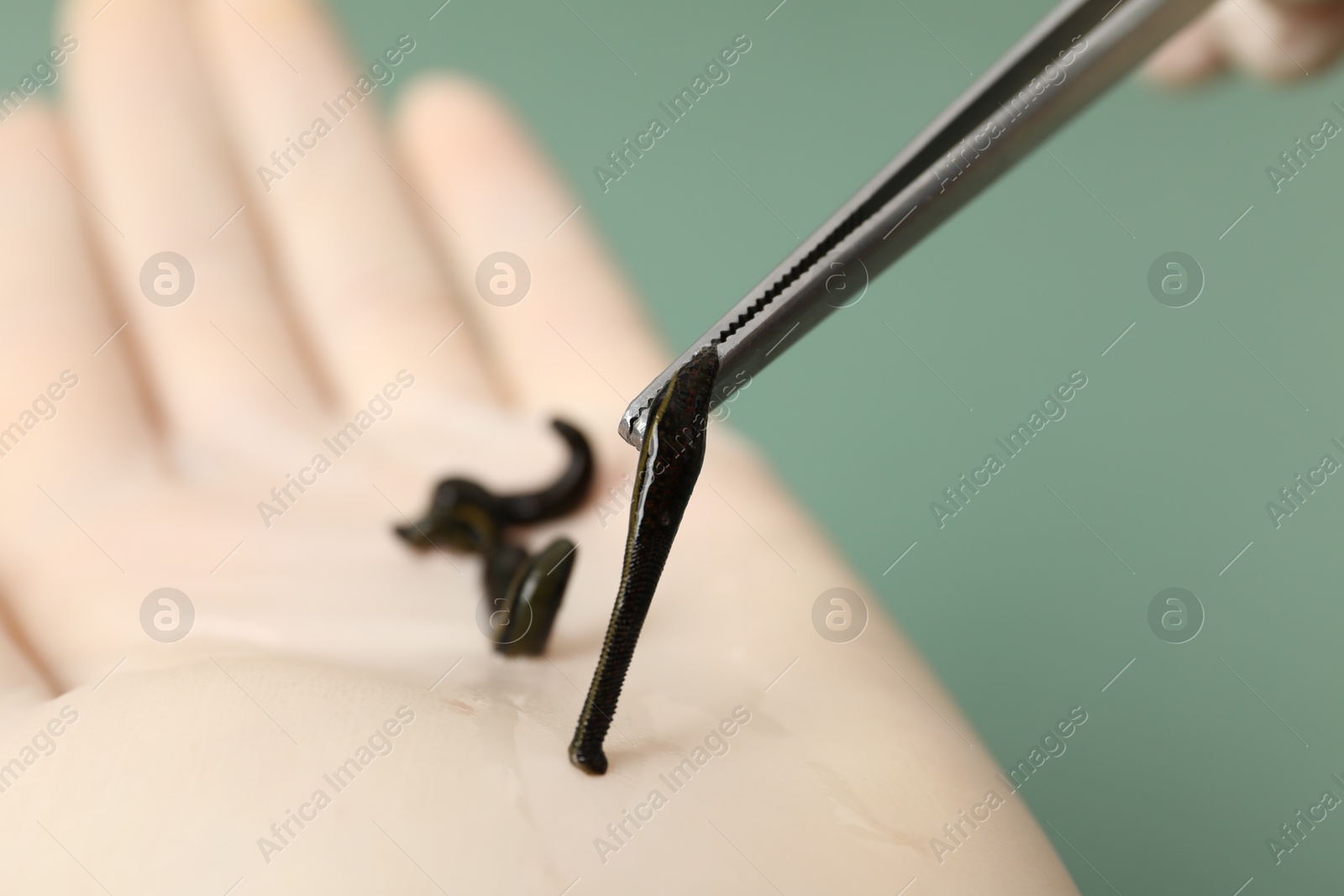 Photo of Woman holding medicinal leech with tweezers on green background, closeup