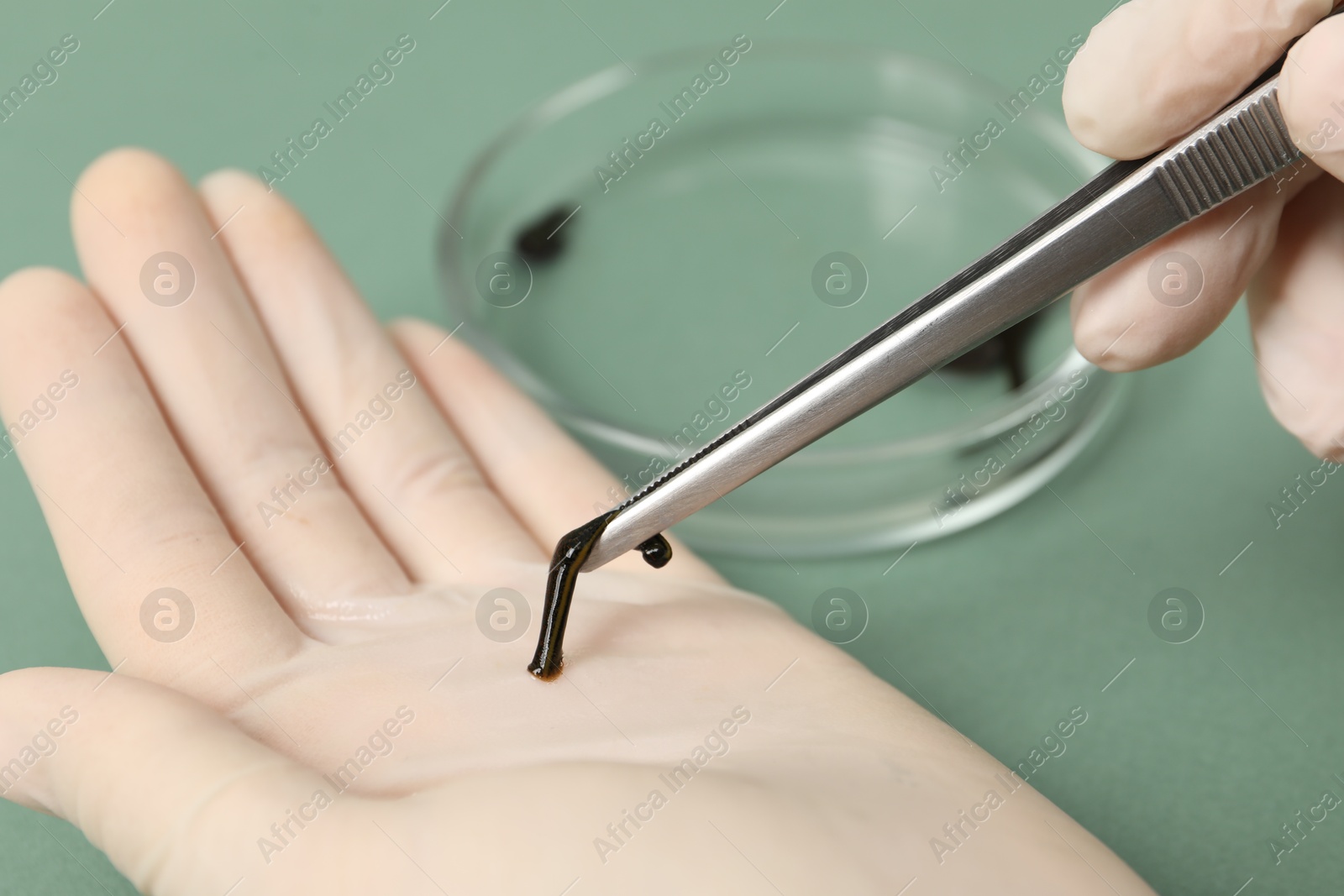 Photo of Woman holding medicinal leech with tweezers on green background, closeup