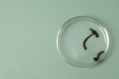 Photo of Medicinal leeches in Petri dish on green background, top view. Space for text