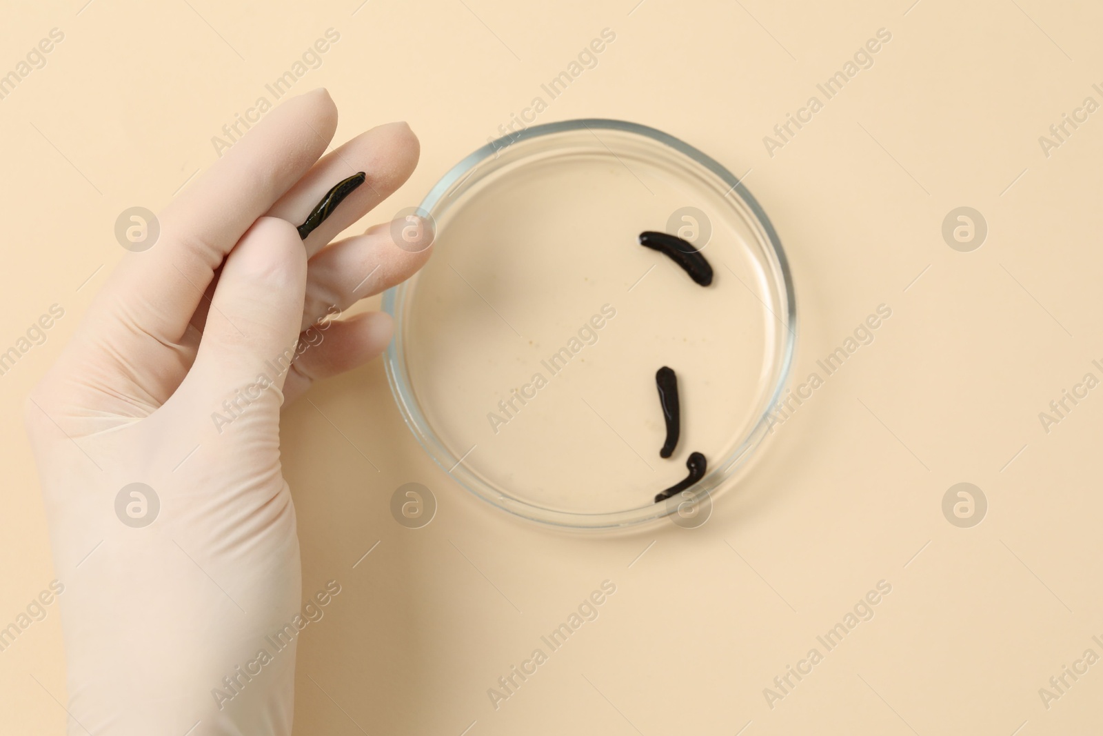 Photo of Woman holding Petri dish with medicinal leeches on pale yellow background, top view