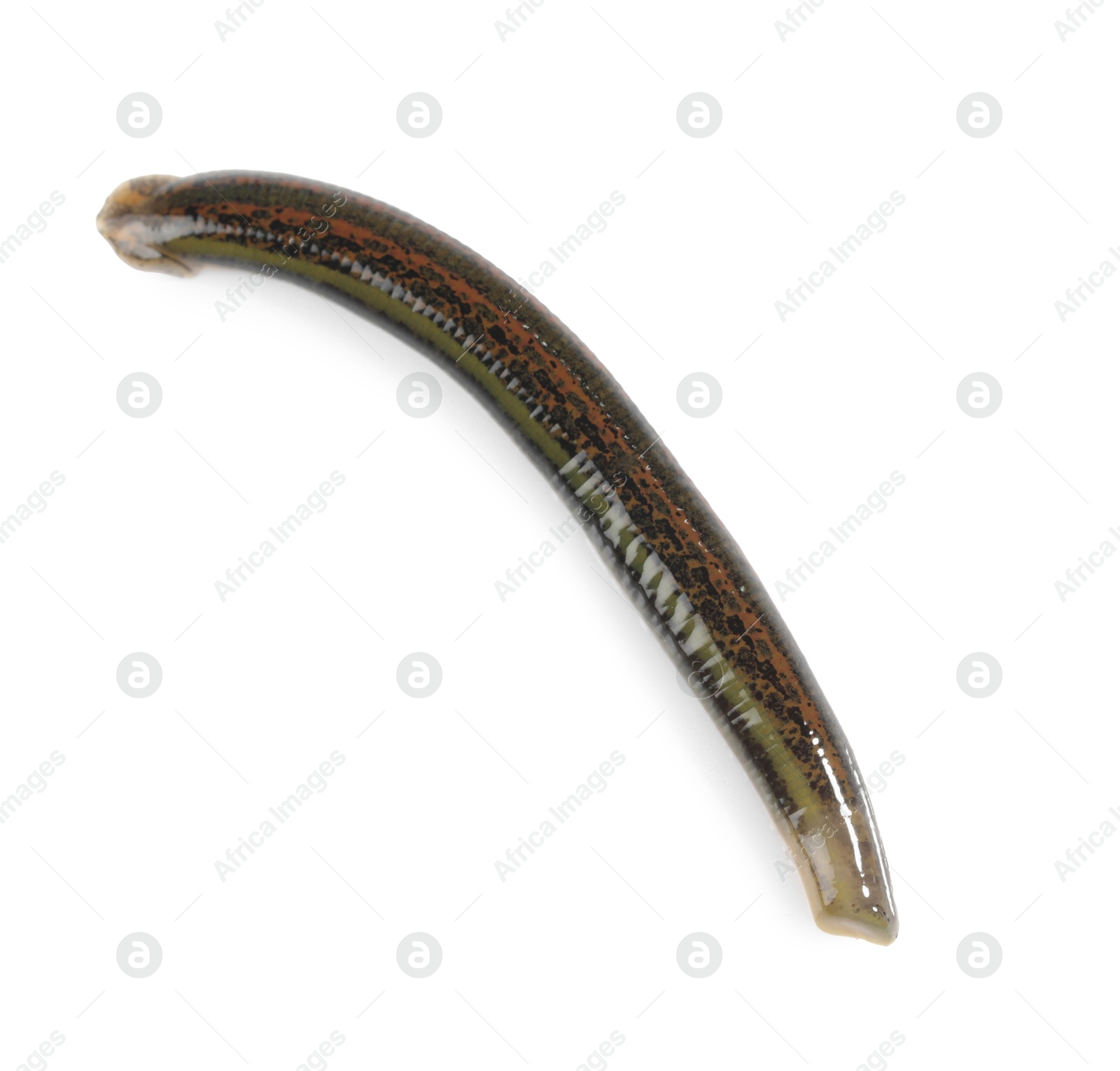 Photo of One medicinal leech isolated on white, top view