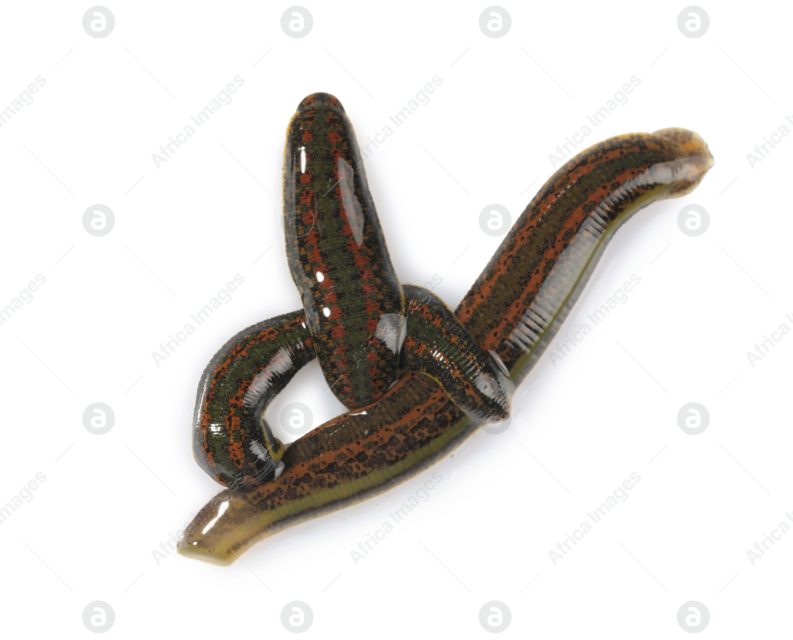 Photo of Medicinal leeches isolated on white, top view