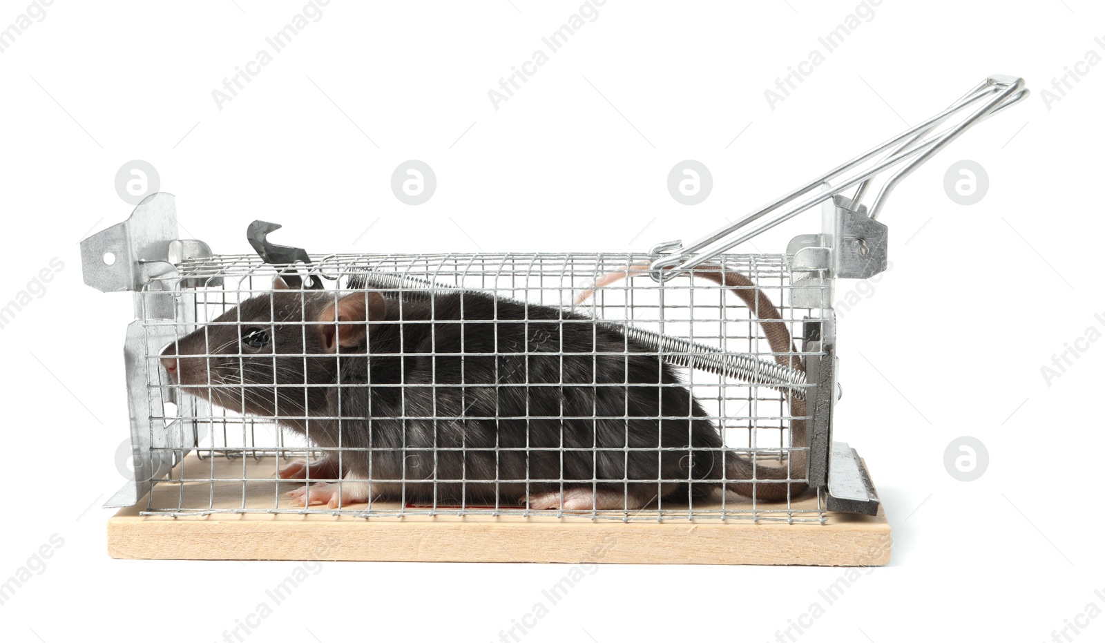 Photo of Rat in mouse trap cage on white background