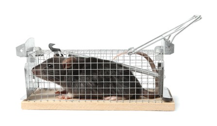 Rat in mouse trap cage on white background