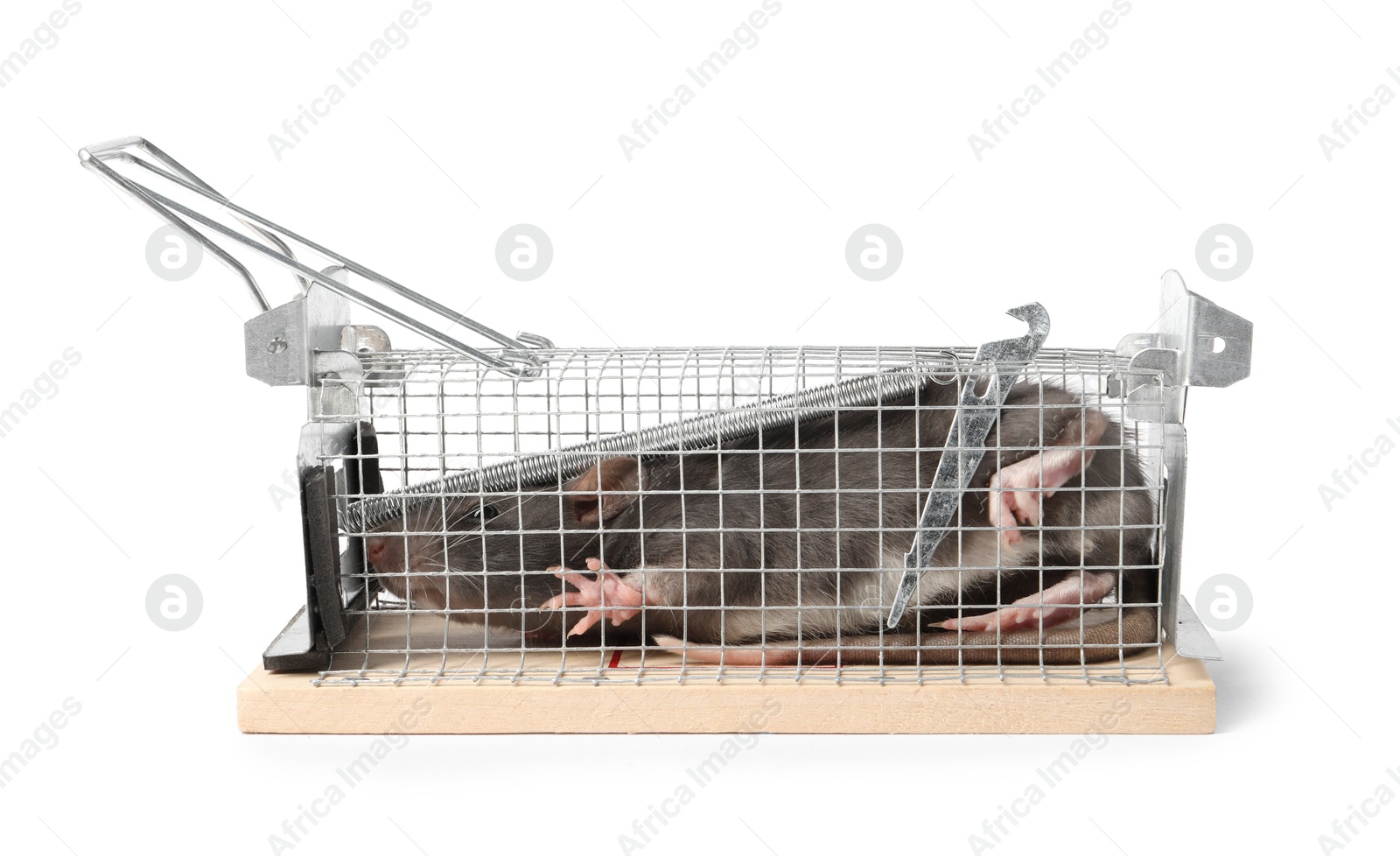 Photo of Rat in mouse trap cage on white background