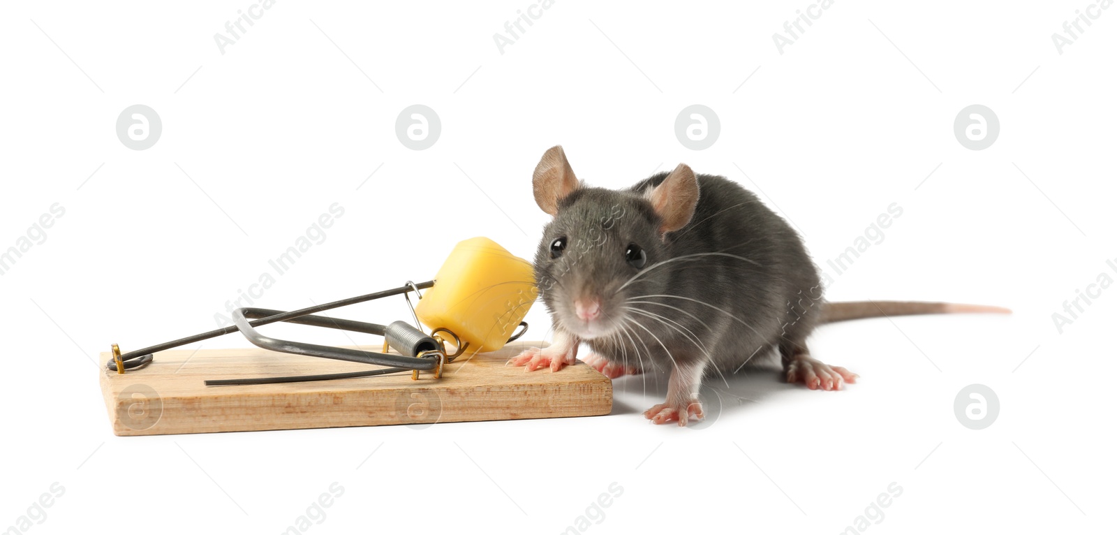 Photo of Trap with cheese and mouse on white background