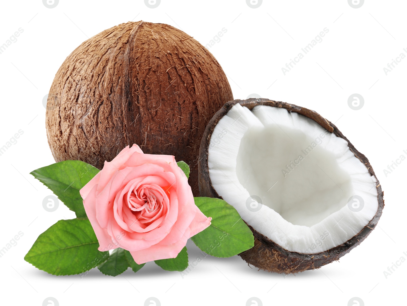 Coconuts and pink rose flower with green leaves isolated on white Image of Coconuts and pink rose flower with green leaves isolated on white