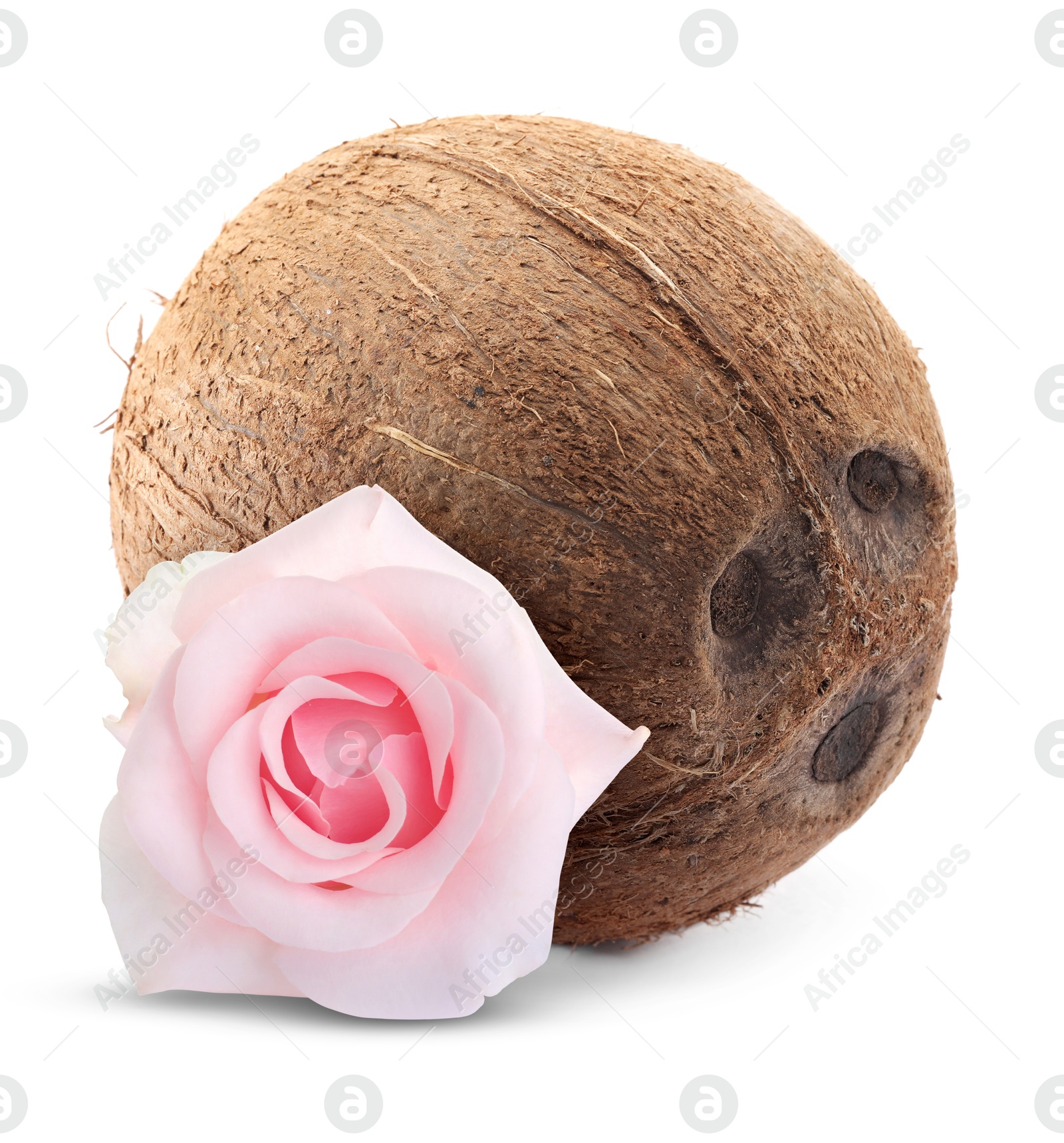Coconut and pink rose flower isolated on white Image of Coconut and pink rose flower isolated on white