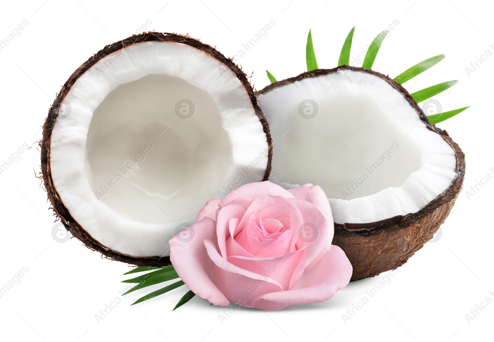 Coconut, pink rose flower and green leaves isolated on white Image of Coconut, pink rose flower and green leaves isolated on white