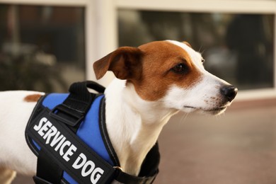 Photo of Cute Jack Russell Terrier wearing service dog vest outdoors, closeup