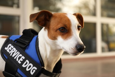 Photo of Cute Jack Russell Terrier wearing service dog vest outdoors, closeup