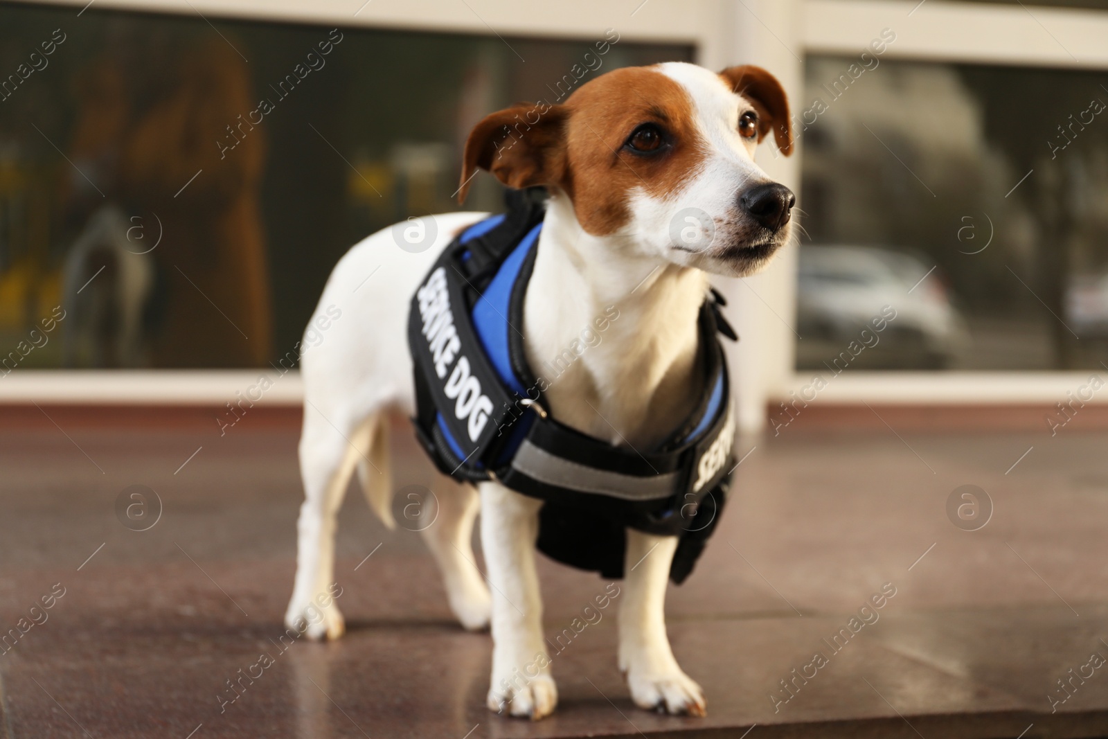 Photo of Cute Jack Russell Terrier wearing service dog vest outdoors