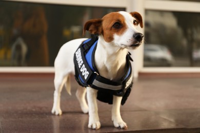 Photo of Cute Jack Russell Terrier wearing service dog vest outdoors