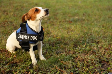 Photo of Cute Jack Russell Terrier wearing service dog vest outdoors, space for text