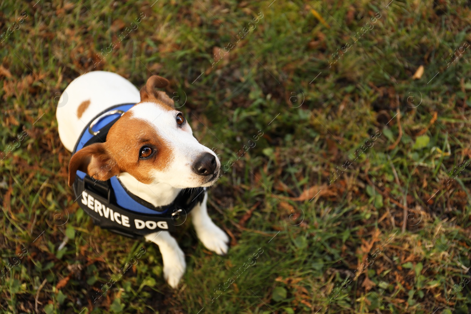 Photo of Cute Jack Russell Terrier wearing service dog vest outdoors, above view. Space for text