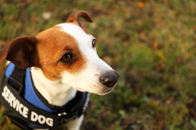 Photo of Cute Jack Russell Terrier wearing service dog vest outdoors, closeup. Space for text