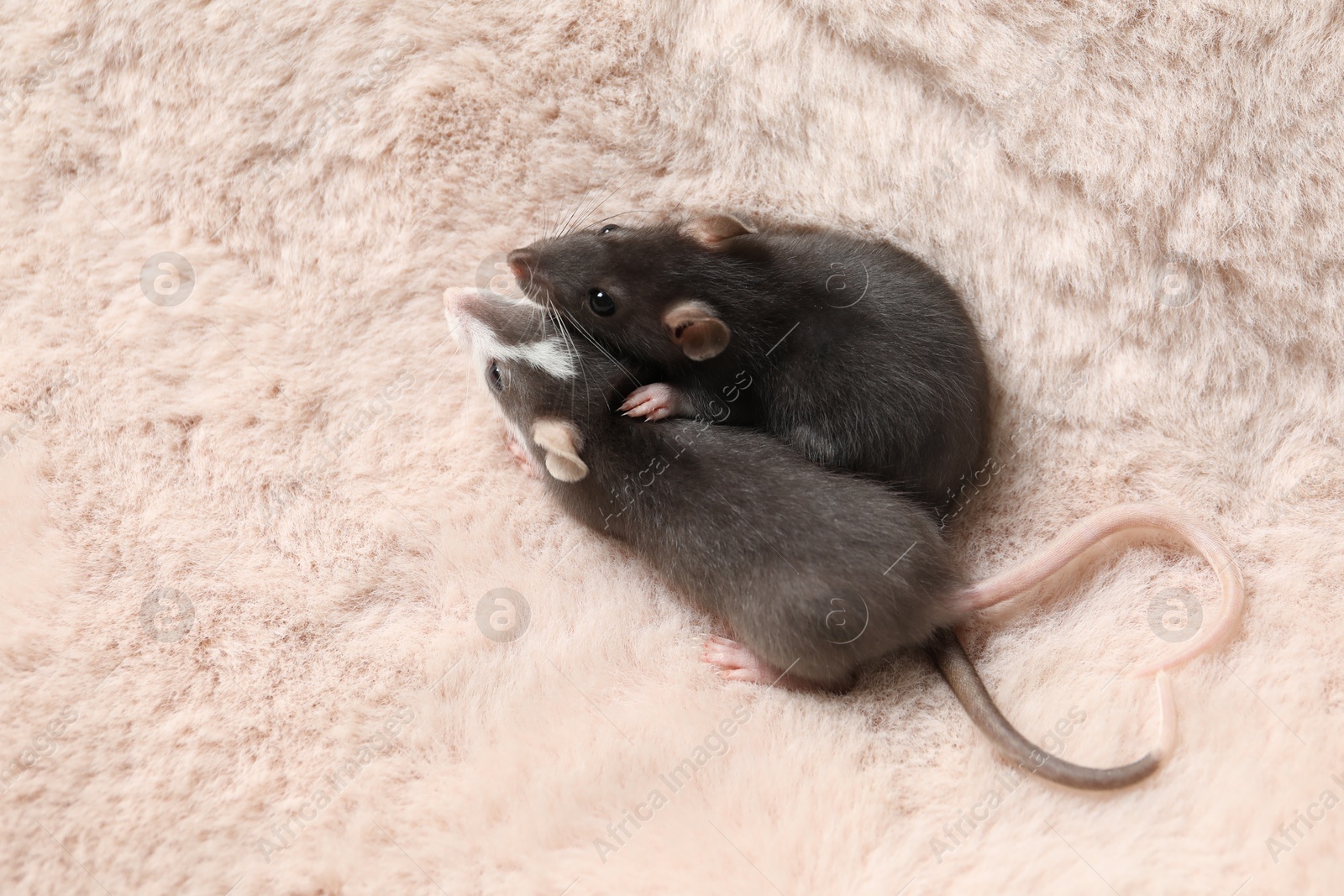 Photo of Adorable little rats on faux fur, top view. Space for text