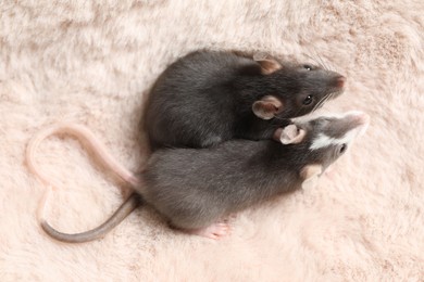 Photo of Adorable little rats on faux fur, top view