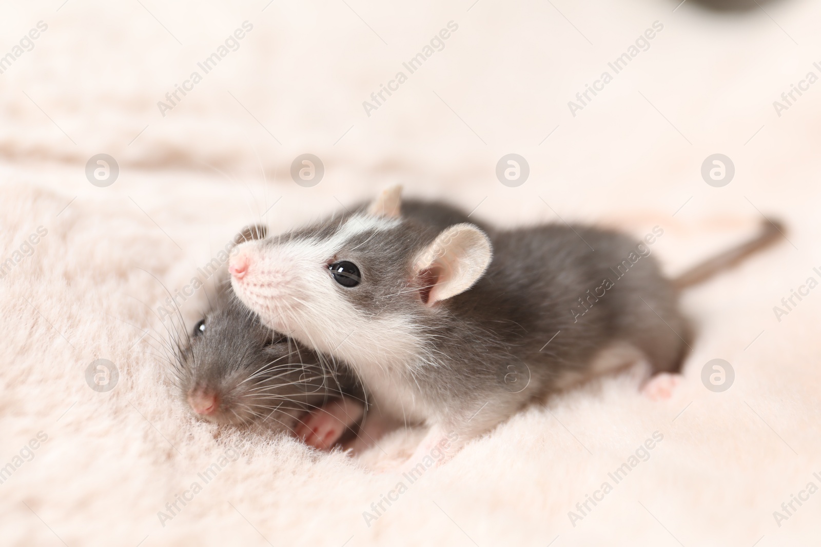 Photo of Adorable little rats on faux fur, closeup