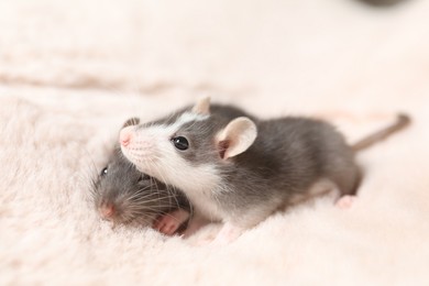 Photo of Adorable little rats on faux fur, closeup