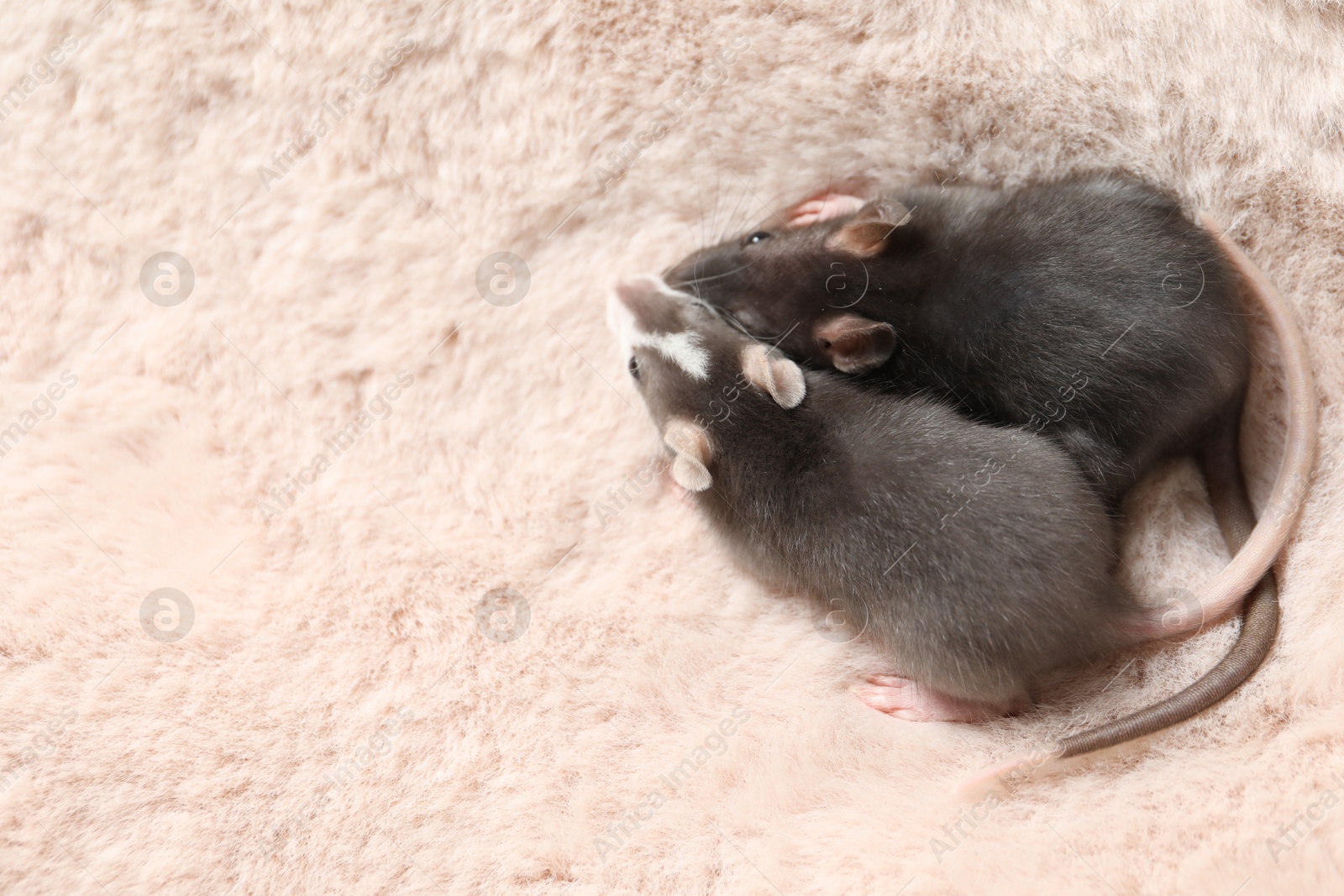 Photo of Adorable little rats on faux fur, top view. Space for text