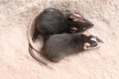 Photo of Adorable little rats on faux fur, top view