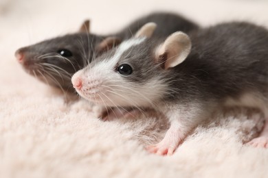 Photo of Adorable little rats on faux fur, closeup