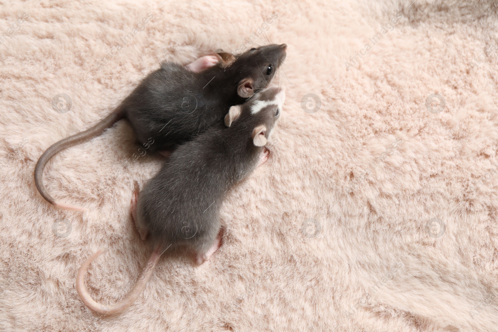 Photo of Adorable little rats on faux fur, top view. Space for text