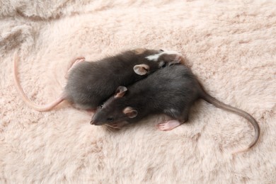 Photo of Adorable little rats on faux fur, top view