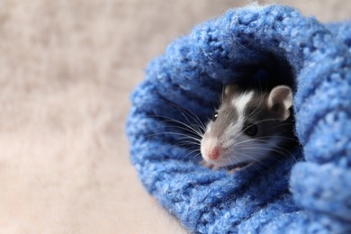 Photo of Adorable little rat in blue sweater on faux fur, closeup. Space for text