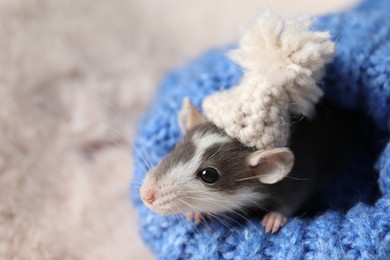 Photo of Adorable little rat with hat in blue sweater on faux fur, closeup. Space for text