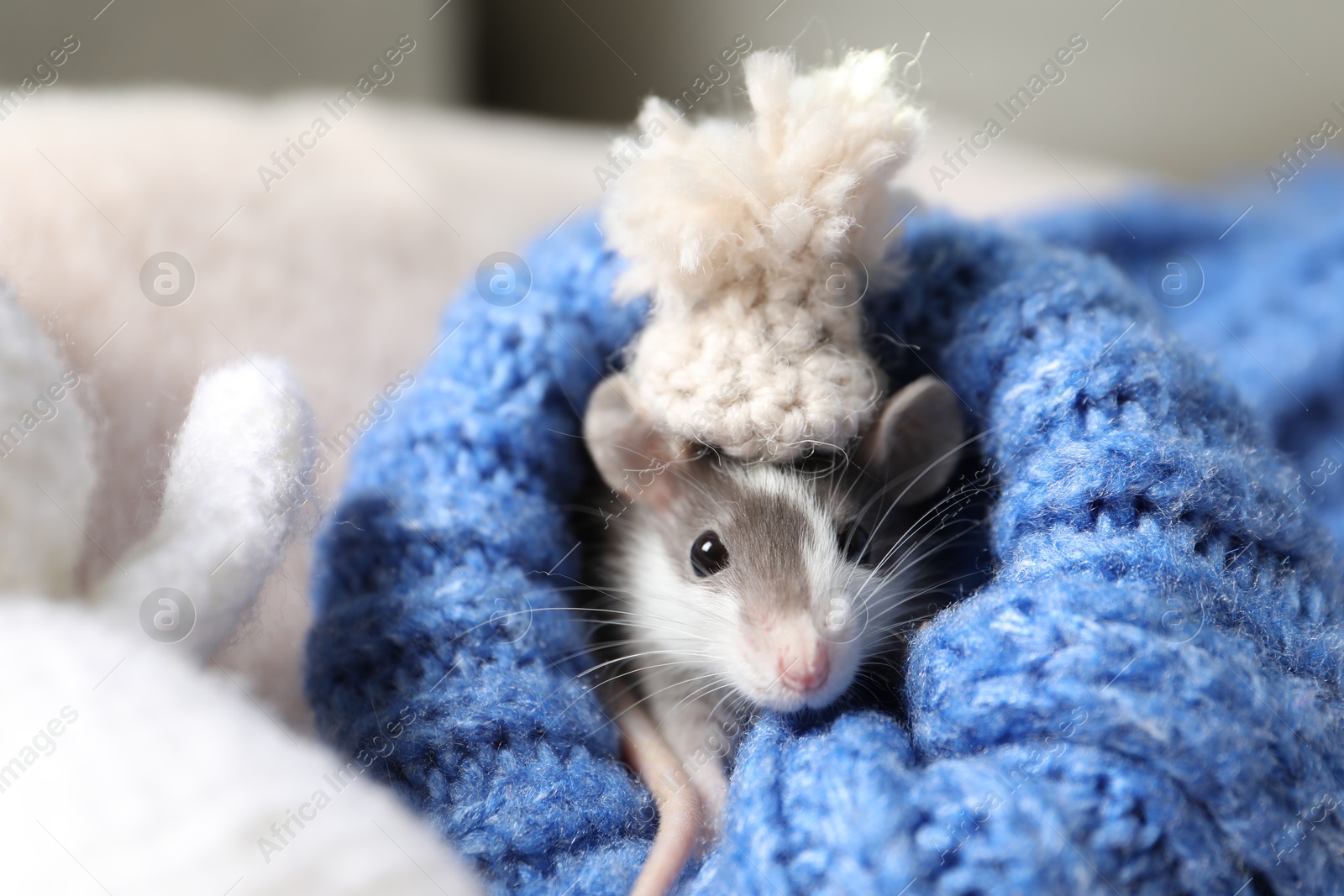 Photo of Adorable little rat with hat in blue sweater, closeup