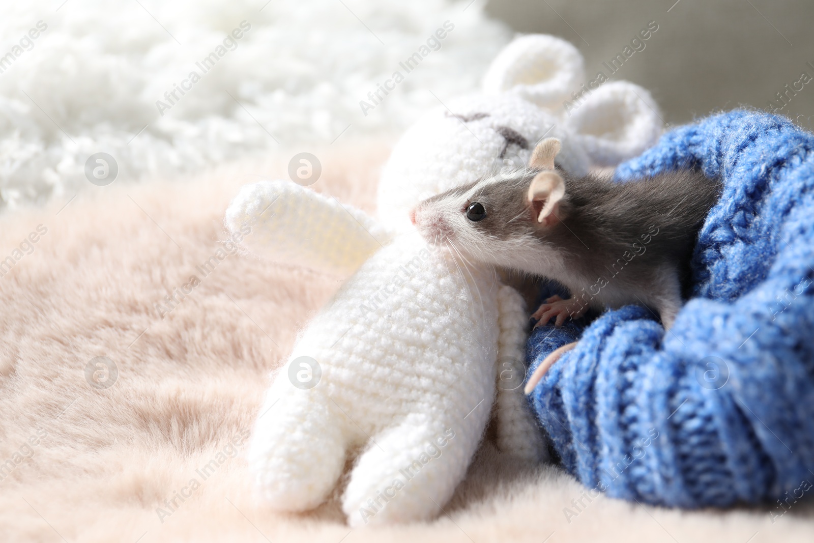 Photo of Adorable little rat in blue sweater and crocheted bunny on faux fur, space for text