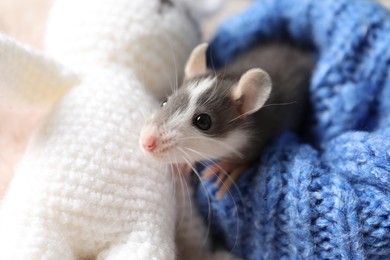 Photo of Adorable little rat in blue sweater and crocheted bunny, closeup