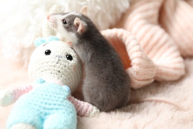 Photo of Adorable little rat, crocheted bunny and sweater on faux fur