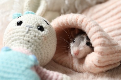 Photo of Adorable little rat in sweater and crocheted bunny on faux fur, closeup