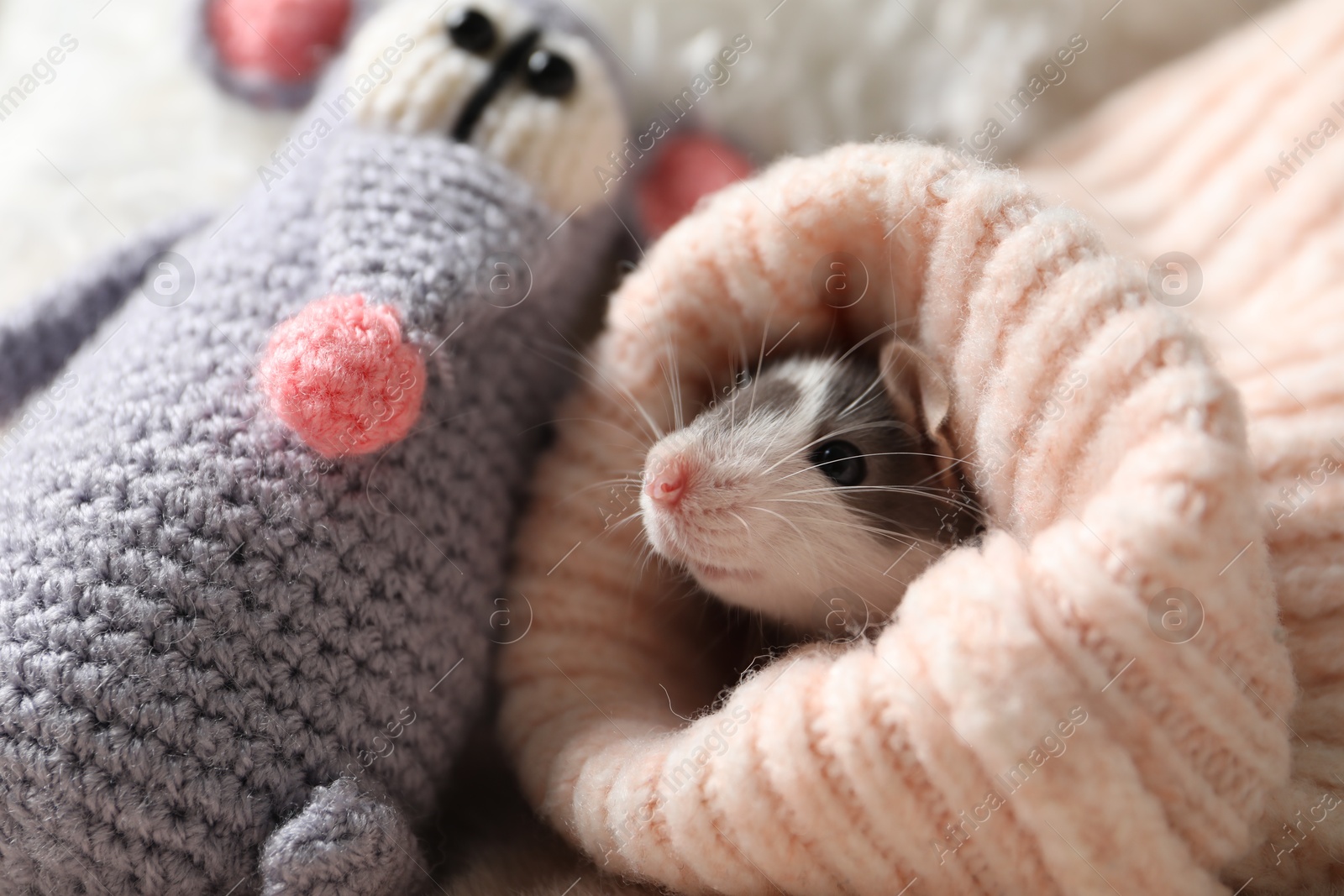 Photo of Adorable little rat in sweater and crocheted toy, closeup